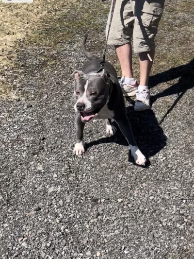 Wells Township Park - Gillett, PA