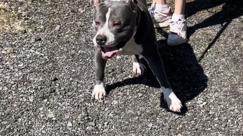 Wells Township Park - Gillett, PA