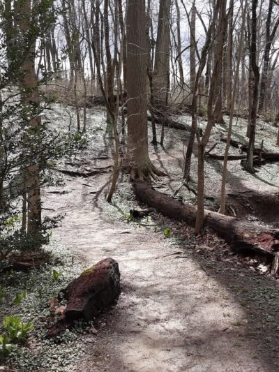 Henry Lane Park - Gladwyne, PA
