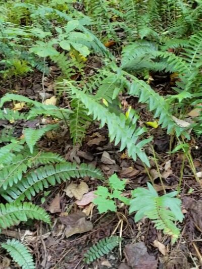 Henry Lane Park - Gladwyne, PA