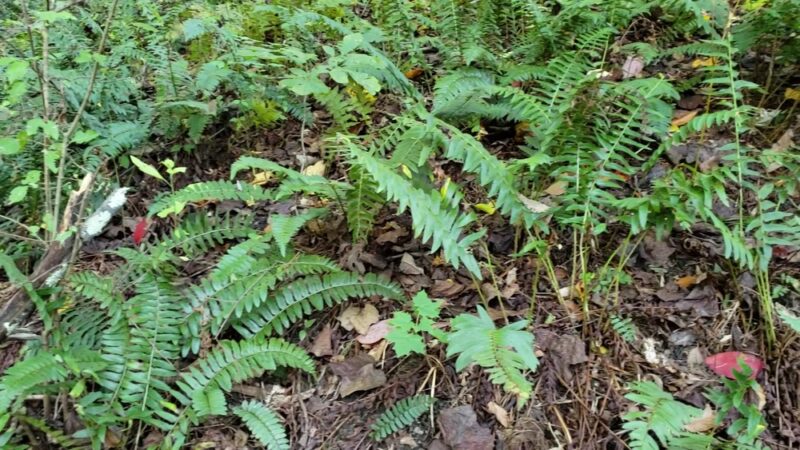 Henry Lane Park - Gladwyne, PA