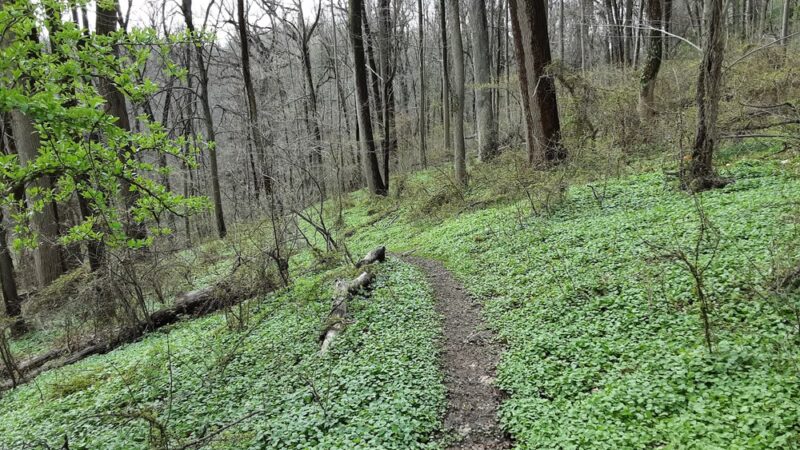 Henry Lane Park - Gladwyne, PA