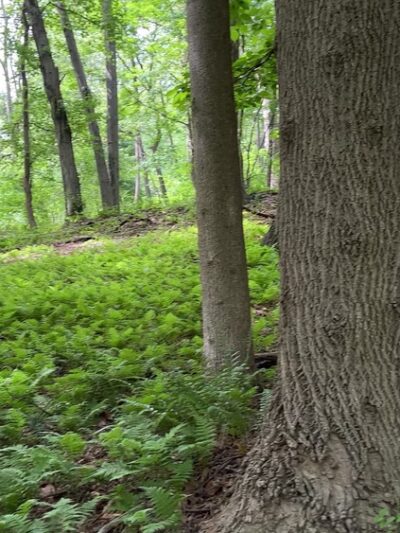 Rolling Hill Park - Gladwyne, PA