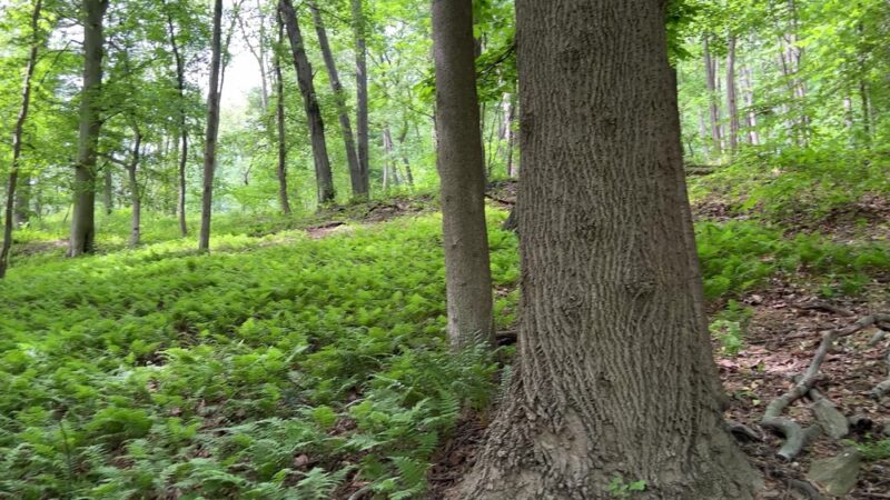 Rolling Hill Park - Gladwyne, PA