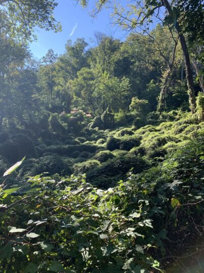 Winsor Trail - Gladwyne, PA