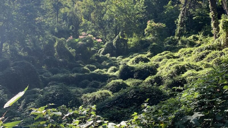 Winsor Trail - Gladwyne, PA