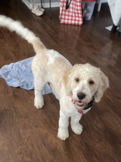 The Furry Farmhouse LLC - Glasgow, KY