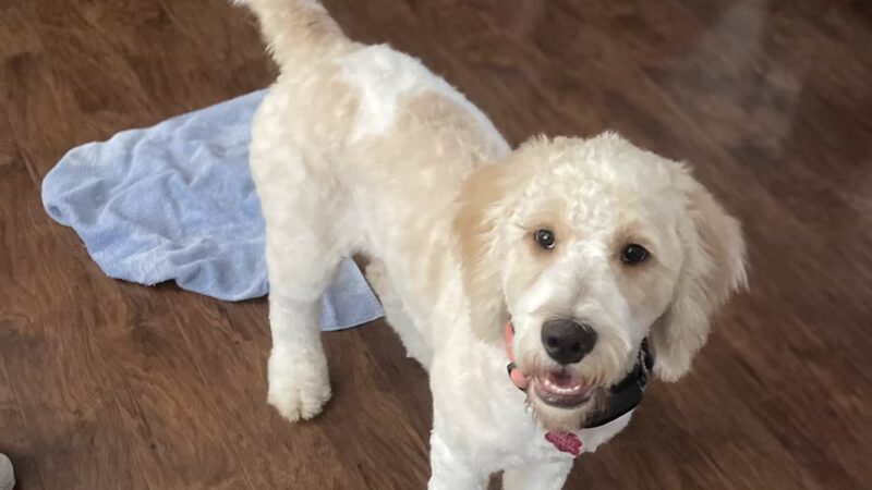 The Furry Farmhouse LLC - Glasgow, KY