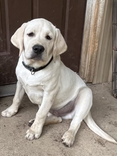 The Furry Farmhouse LLC - Glasgow, KY