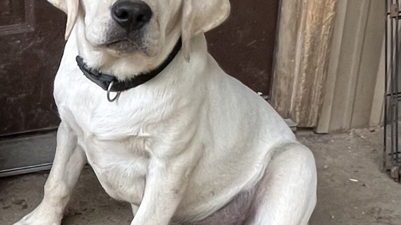 The Furry Farmhouse LLC - Glasgow, KY