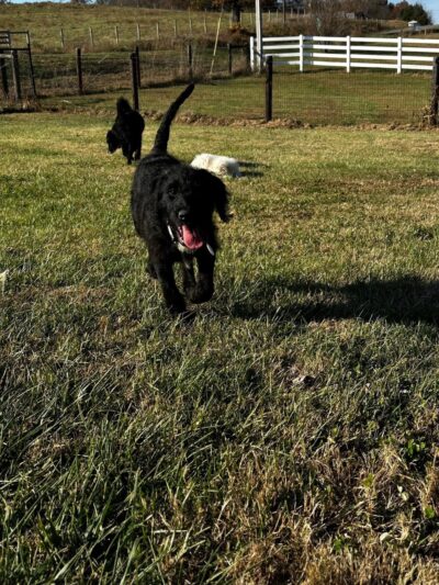 The Furry Farmhouse LLC - Glasgow, KY