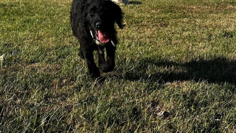 The Furry Farmhouse LLC - Glasgow, KY