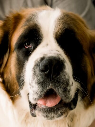 The Furry Farmhouse LLC - Glasgow, KY