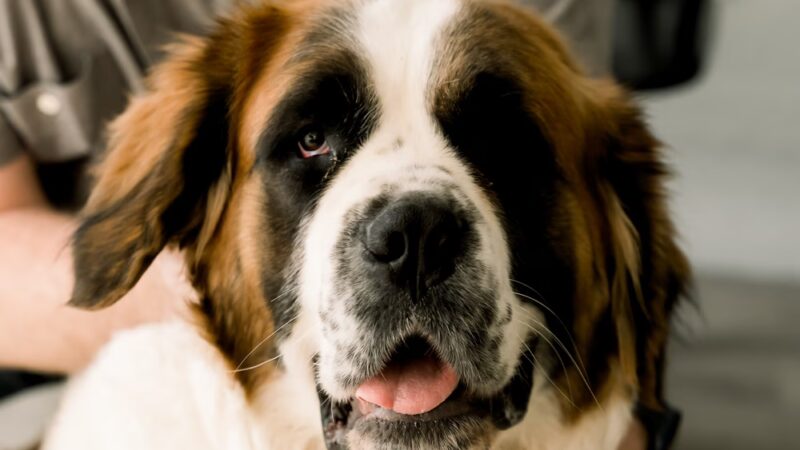 The Furry Farmhouse LLC - Glasgow, KY