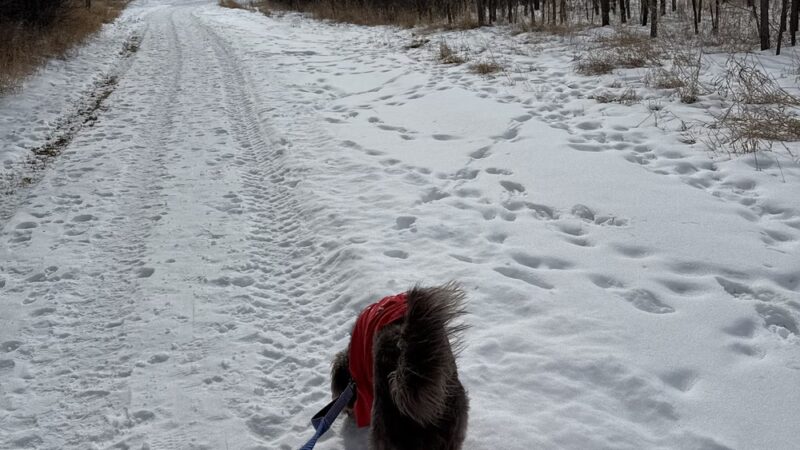 Milk River Trailhead at Sullivan Park - Glasgow, MT