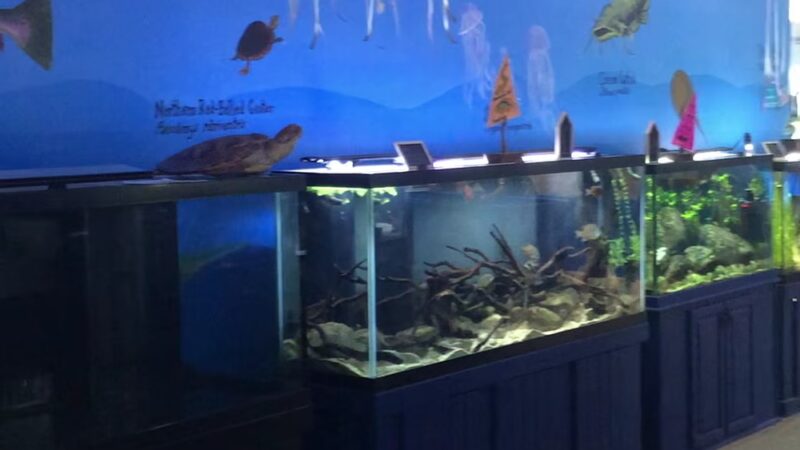 Glen Echo Park Aquarium - Glen Echo, MD
