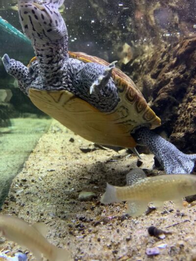 Glen Echo Park Aquarium - Glen Echo, MD