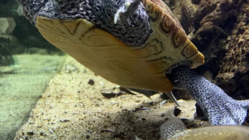 Glen Echo Park Aquarium - Glen Echo, MD