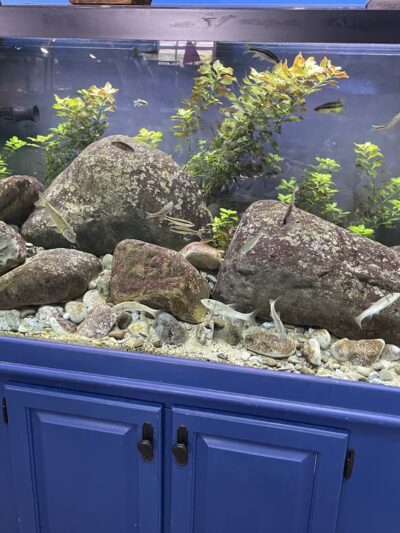 Glen Echo Park Aquarium - Glen Echo, MD