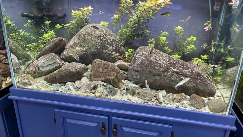 Glen Echo Park Aquarium - Glen Echo, MD