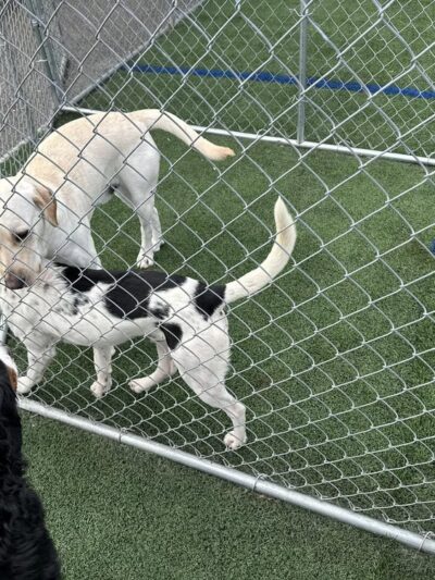 Woof LLC - Glenburn, ME