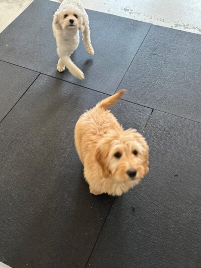 Woof LLC - Glenburn, ME