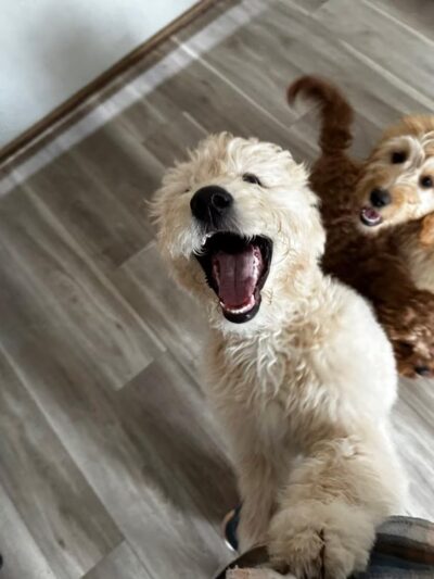 Woof LLC - Glenburn, ME