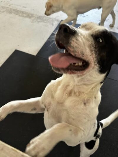 Woof LLC - Glenburn, ME