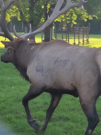 Oak Leaf Park - Glencoe, MN
