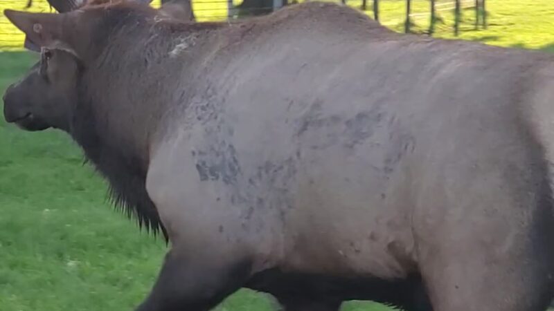 Oak Leaf Park - Glencoe, MN
