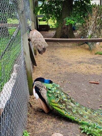 Oak Leaf Park - Glencoe, MN
