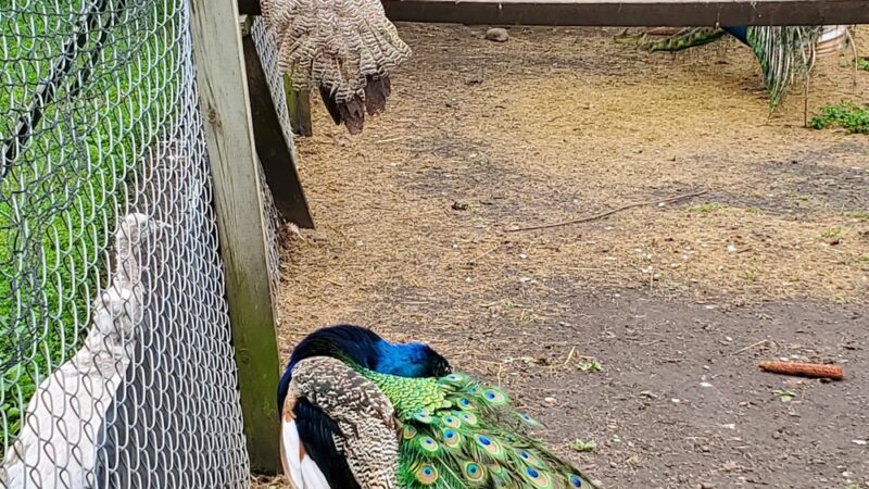 Oak Leaf Park - Glencoe, MN