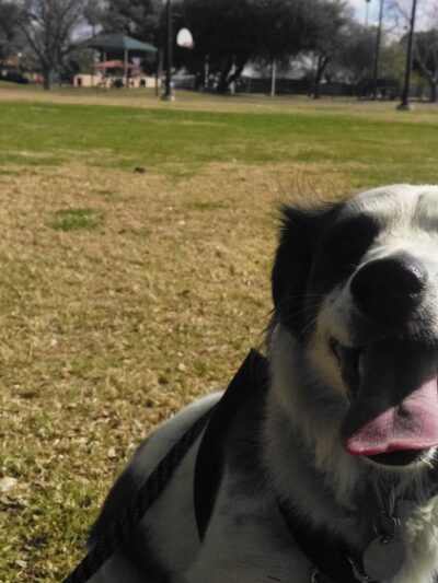 Bicentennial Park - Glendale, AZ