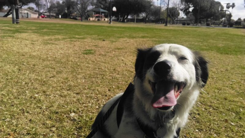 Bicentennial Park - Glendale, AZ