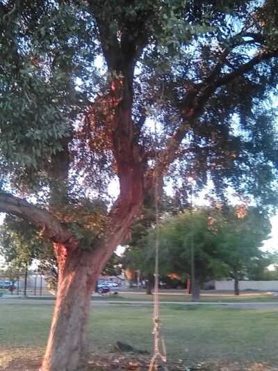 Bicentennial Park - Glendale, AZ
