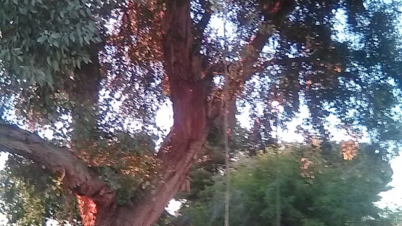 Bicentennial Park - Glendale, AZ