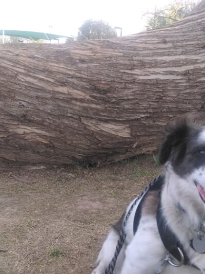 Bicentennial Park - Glendale, AZ