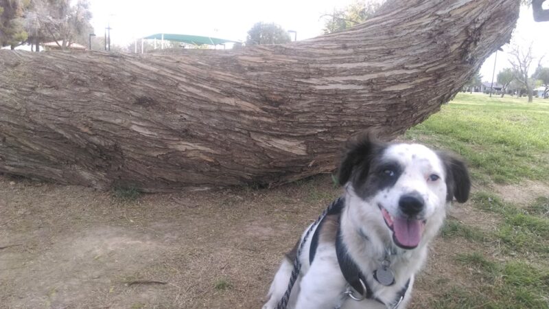Bicentennial Park - Glendale, AZ