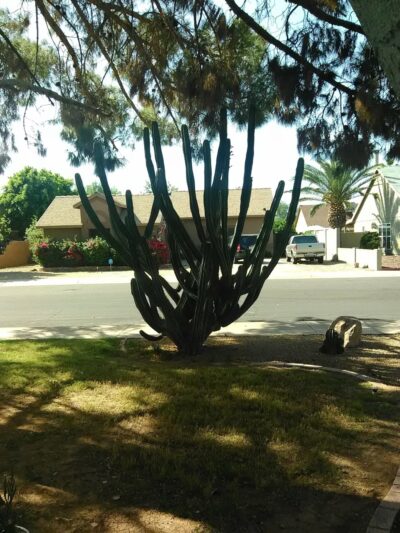 Clavelito Park - Glendale, AZ