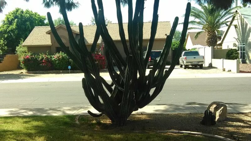 Clavelito Park - Glendale, AZ