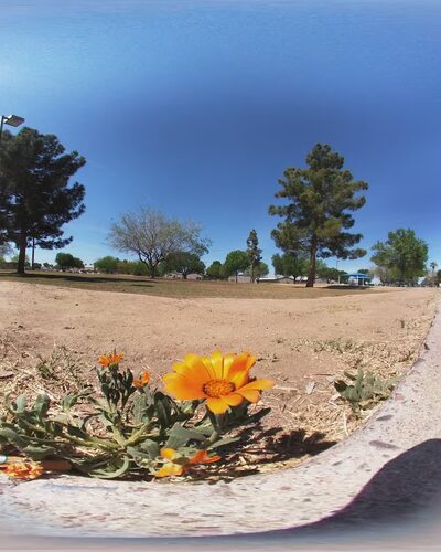 Delicias Park - Glendale, AZ