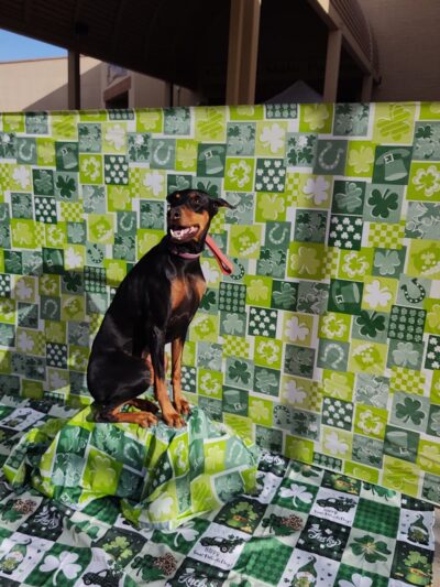 Dog Days of Glendale AZ - Glendale, AZ