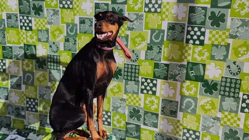 Dog Days of Glendale AZ - Glendale, AZ