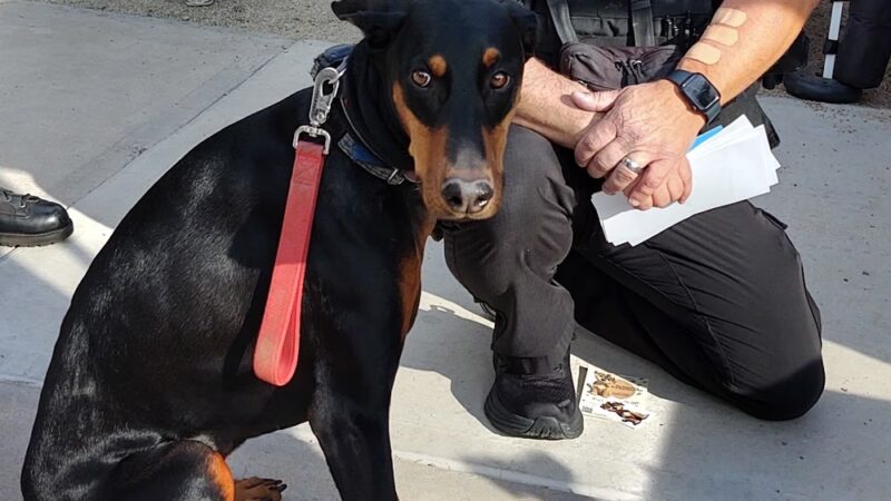 Dog Days of Glendale AZ - Glendale, AZ