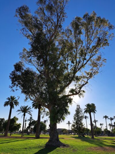 Harry Bonsall Sr. Park - Glendale, AZ