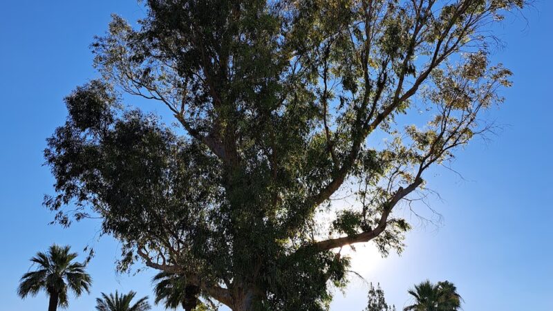 Harry Bonsall Sr. Park - Glendale, AZ