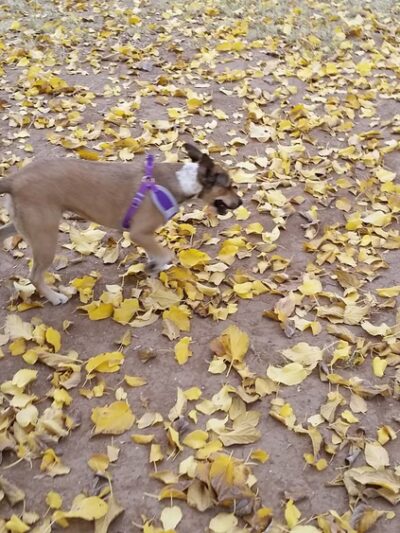 Horizon Park - Glendale, AZ