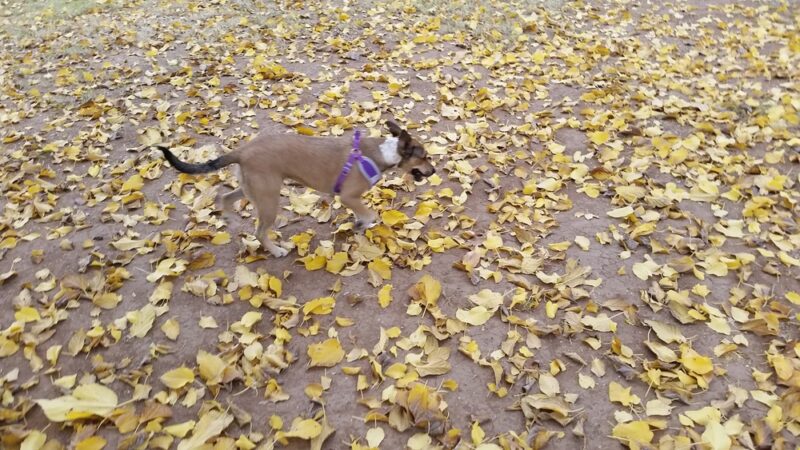 Horizon Park - Glendale, AZ