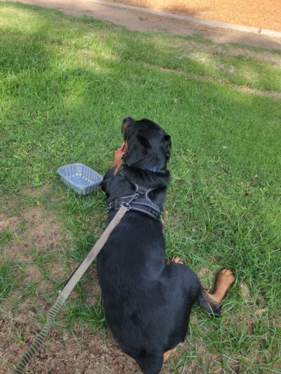 Lions Park - Glendale, AZ