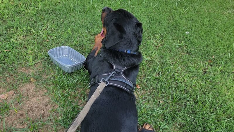 Lions Park - Glendale, AZ